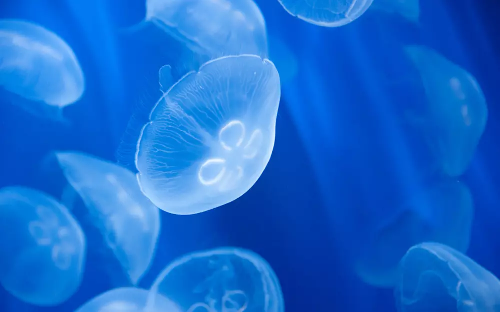 Acquario di Genova